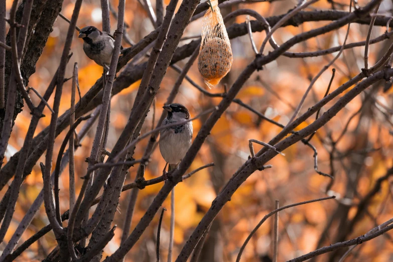 two birds sitting on top of a tree nch