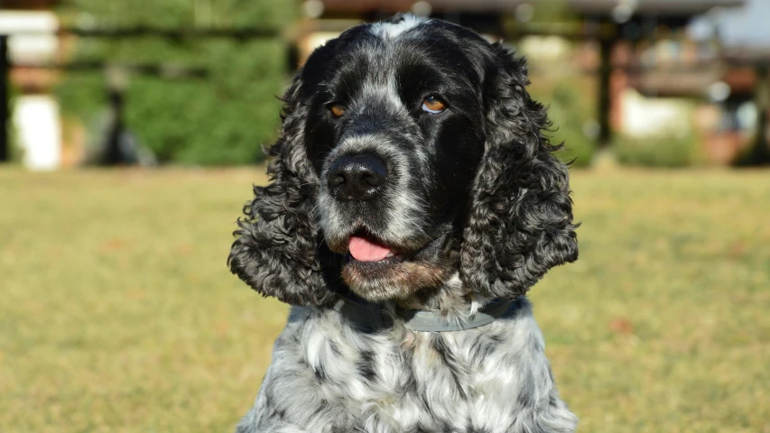 a black and grey dog in the grass