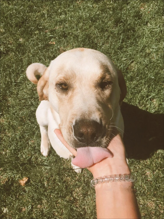 the dog is being held by a person's hand