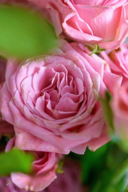 a bunch of pink roses on a table