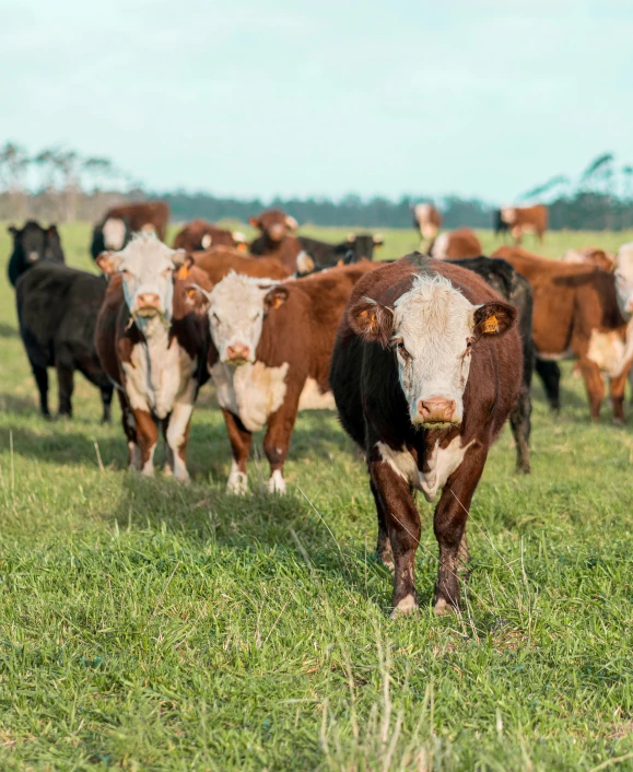 a herd of cows standing on top of a lush green field