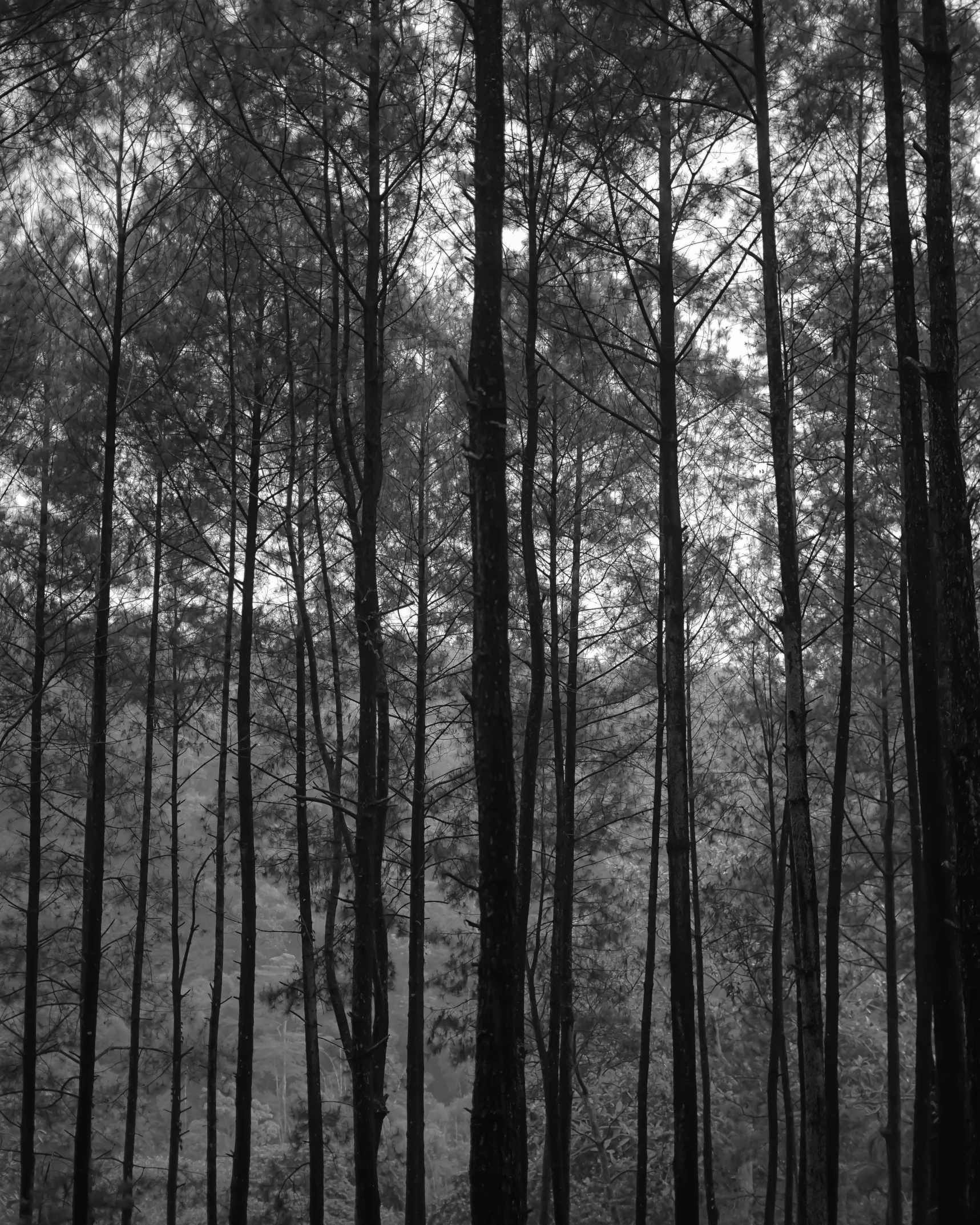 a bench sits in front of tall trees