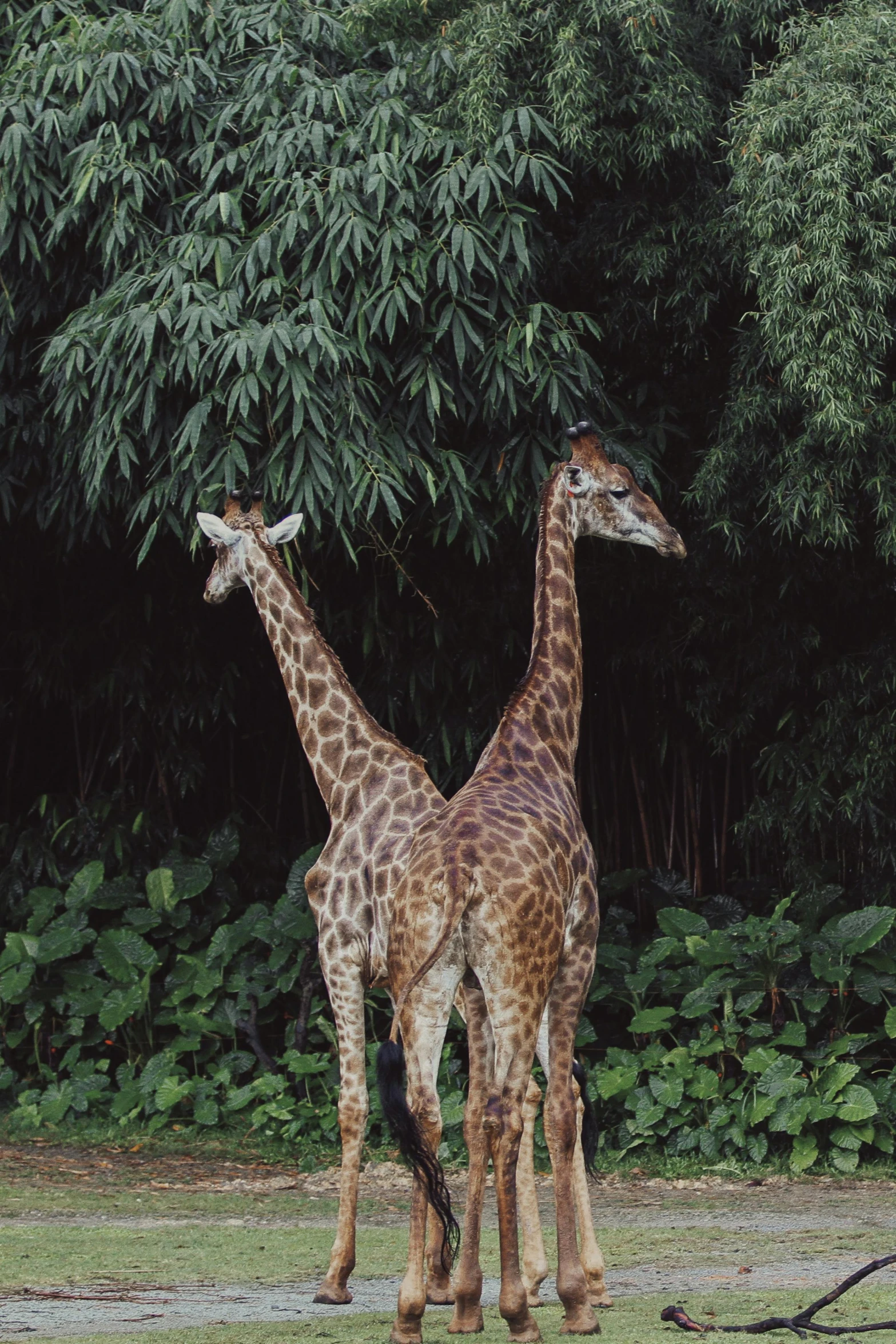 two giraffe standing next to each other near a forest