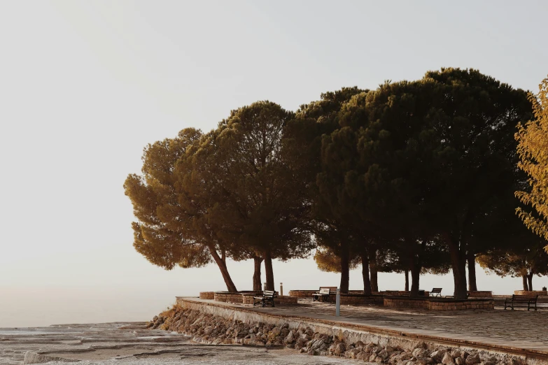 a group of trees near the water