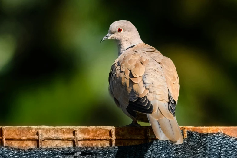 a bird that is standing on a brick wall