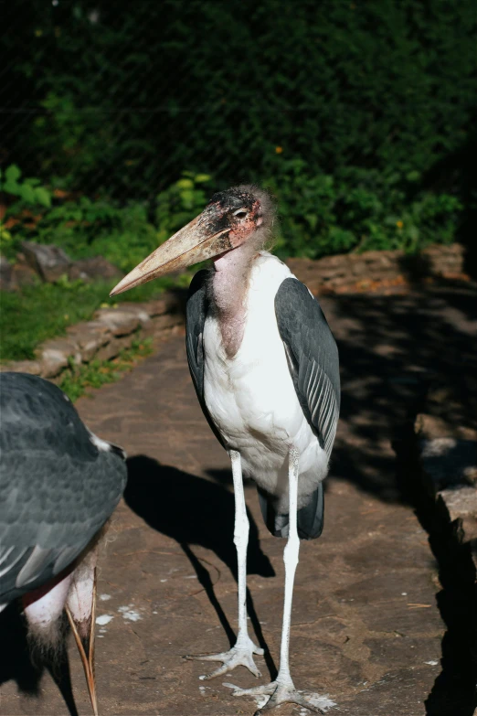 a long legged bird on the ground near another bird