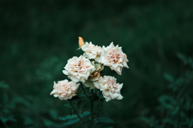 a bunch of white flowers that are in the dirt