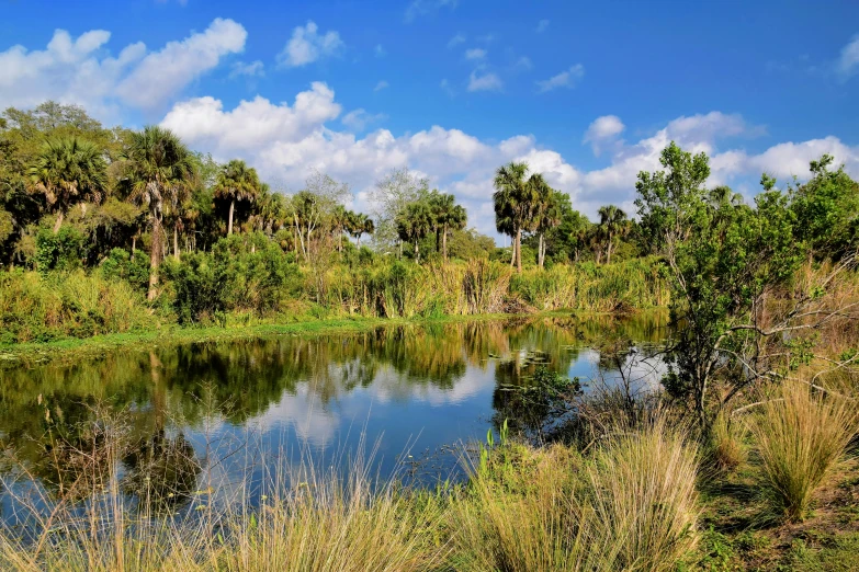 trees surrounding a pond with water in it