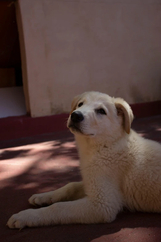 a white dog sitting down on a sidewalk