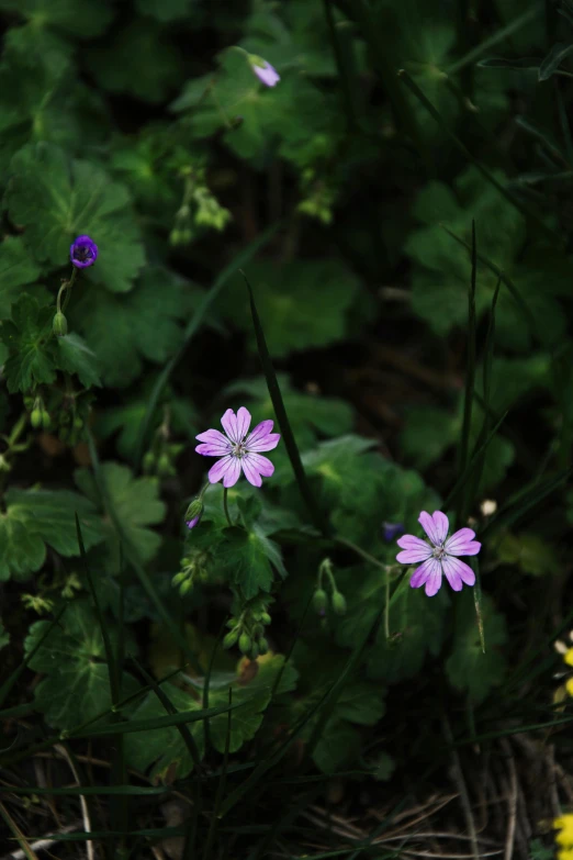 some little pink flowers in a patch of green grass