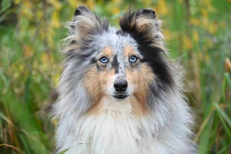 blue - eyed dog sitting in a field with green grass