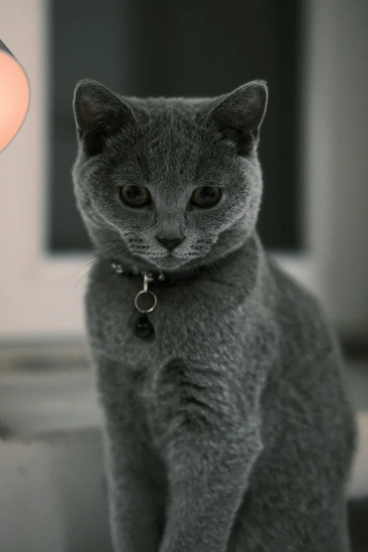 there is a gray cat standing next to a light