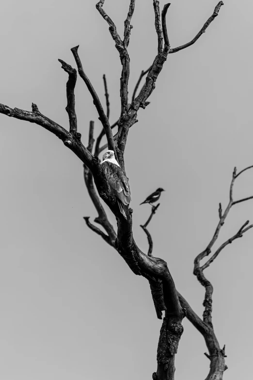 birds perched on nches against the blue sky