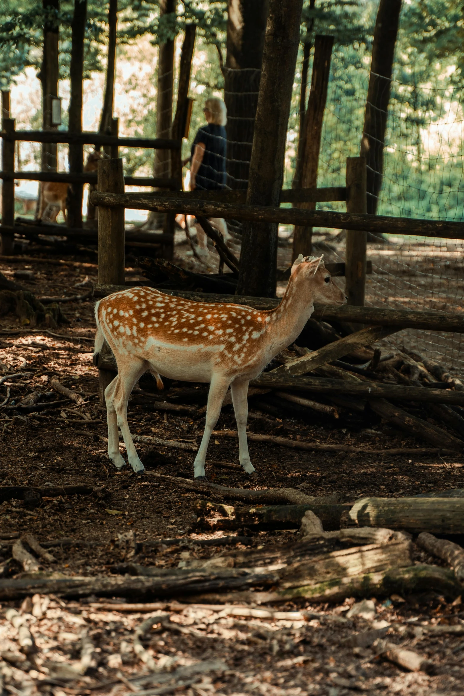 deer standing in dirt area near fence and trees