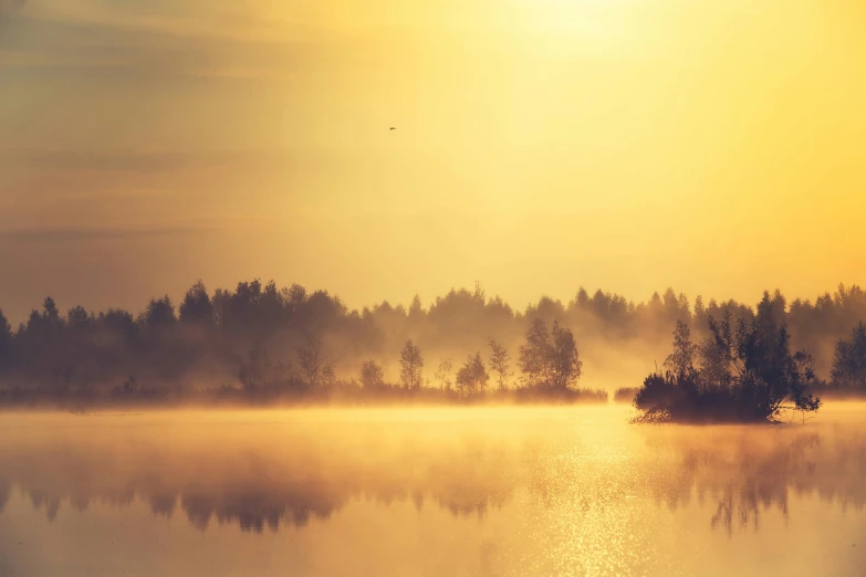 fog covering the water and trees at sunset