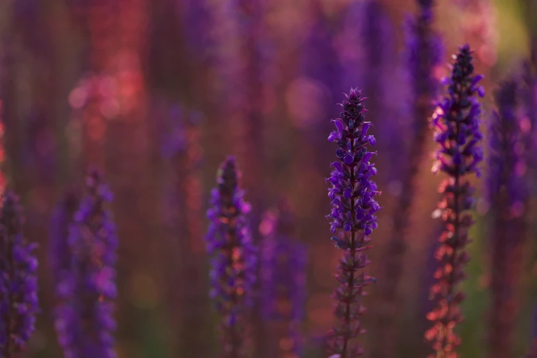 large group of purple flowers on a lush green field