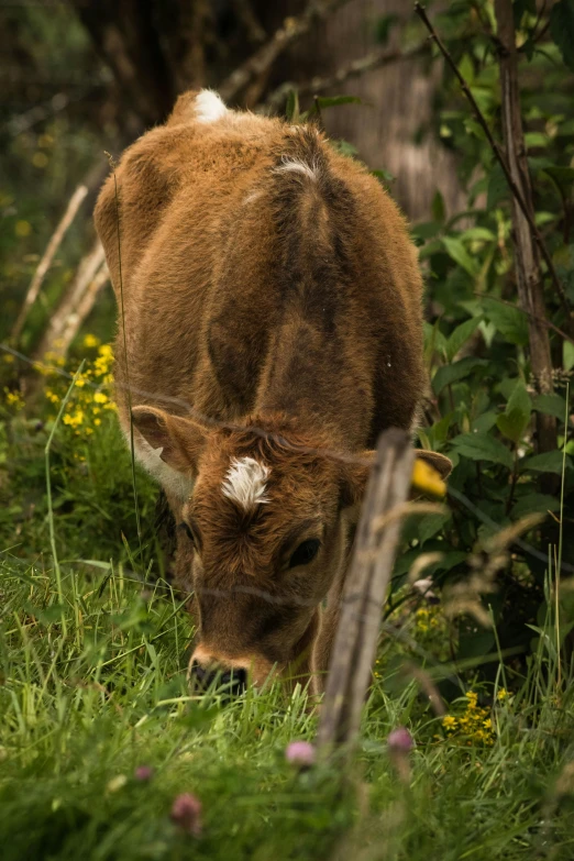 a cow grazing in a field of green grass