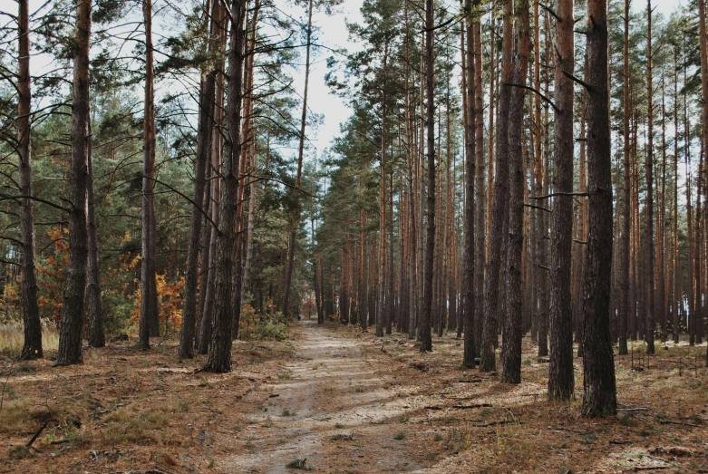 dirt road running through the middle of tall trees