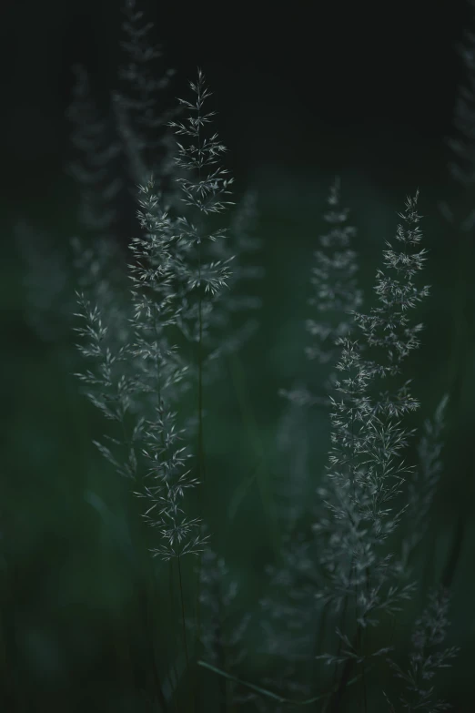 a field of some sort of grass outside in the day