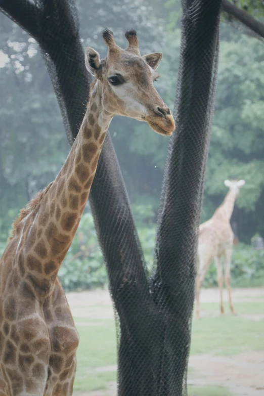 a giraffe is shown standing in the rain