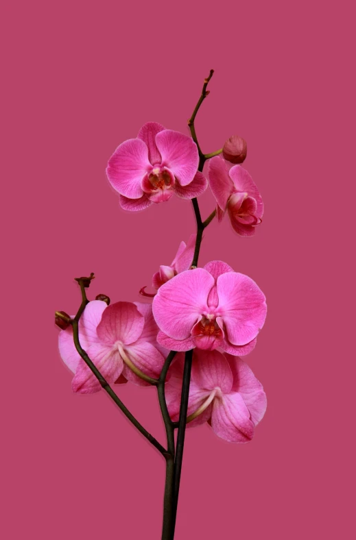 pink flower, nch with large pink petals