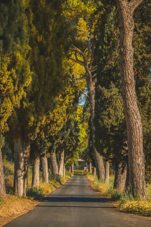 a street lined with trees and a road that is not paved