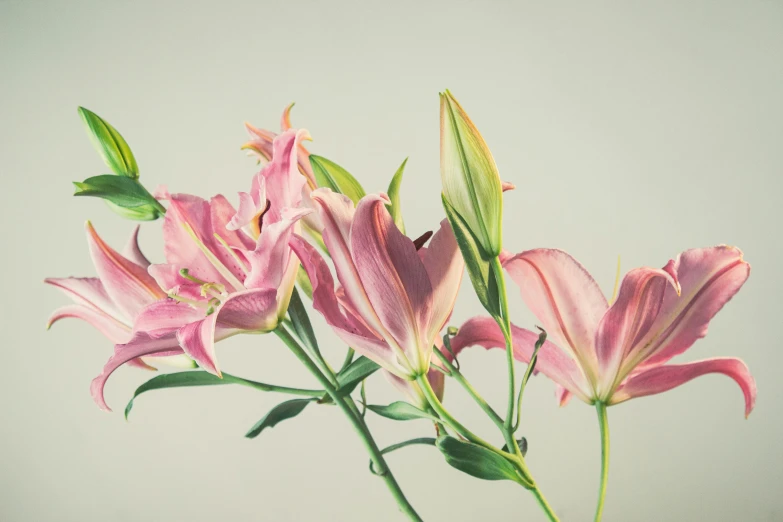 three pink flowers in vase with water