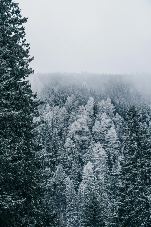 snow covered trees stand in a forest