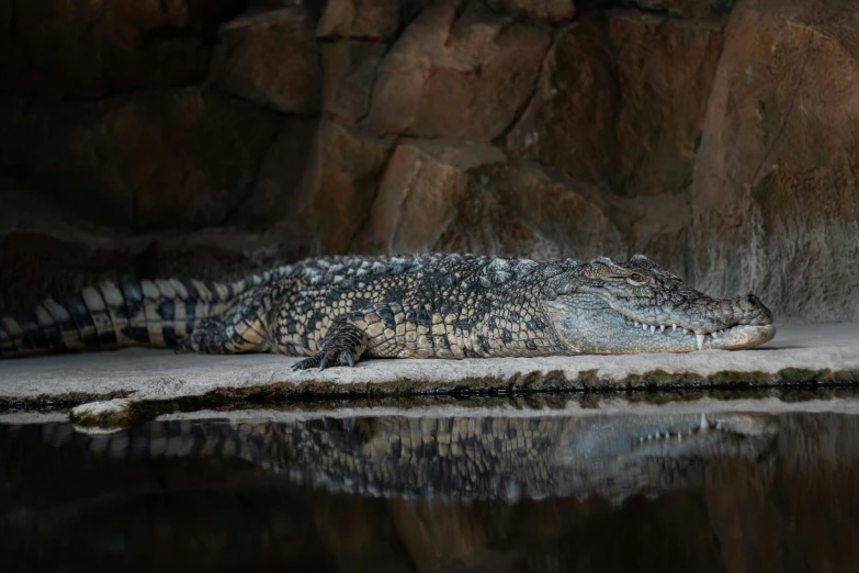 a large crocodile lays on the ground with his head turned