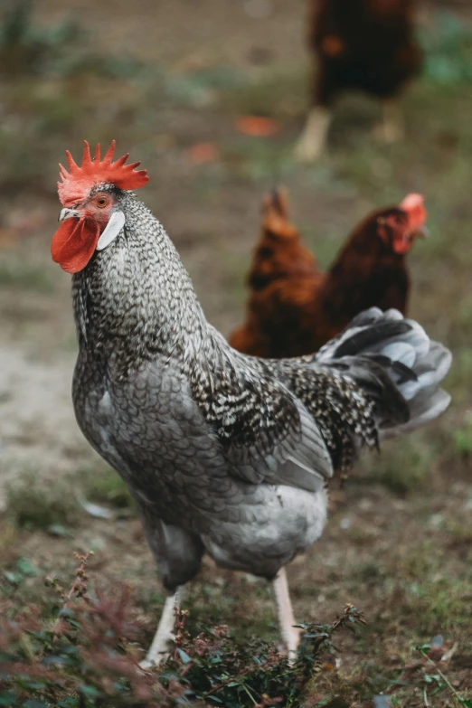 a close up of chickens walking on a field