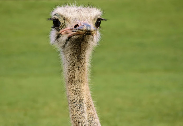 the ostrich is facing the camera, close up