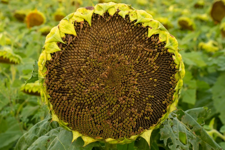 this sunflower is about to burst and it looks yellow