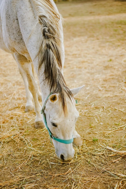 a white horse with a turquoise ribbon around his head