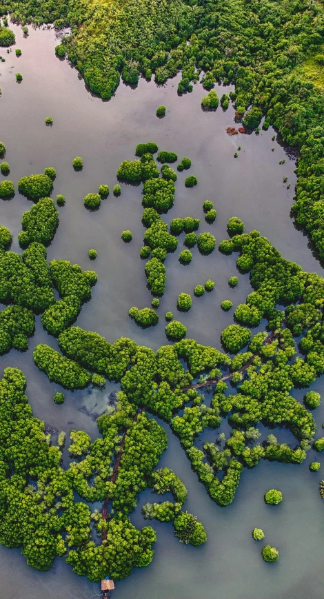 a flooded field that has a lot of trees on it