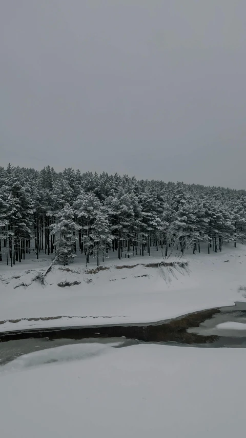 there is a snow covered forest near a creek