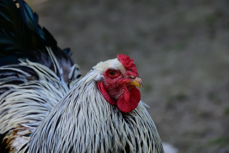 a black and white rooster with red crest in a field