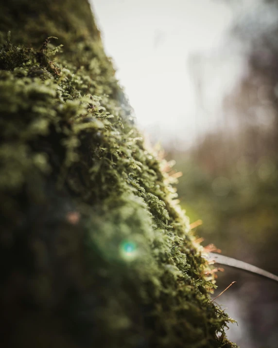 close up pograph of grass that is growing on a tree