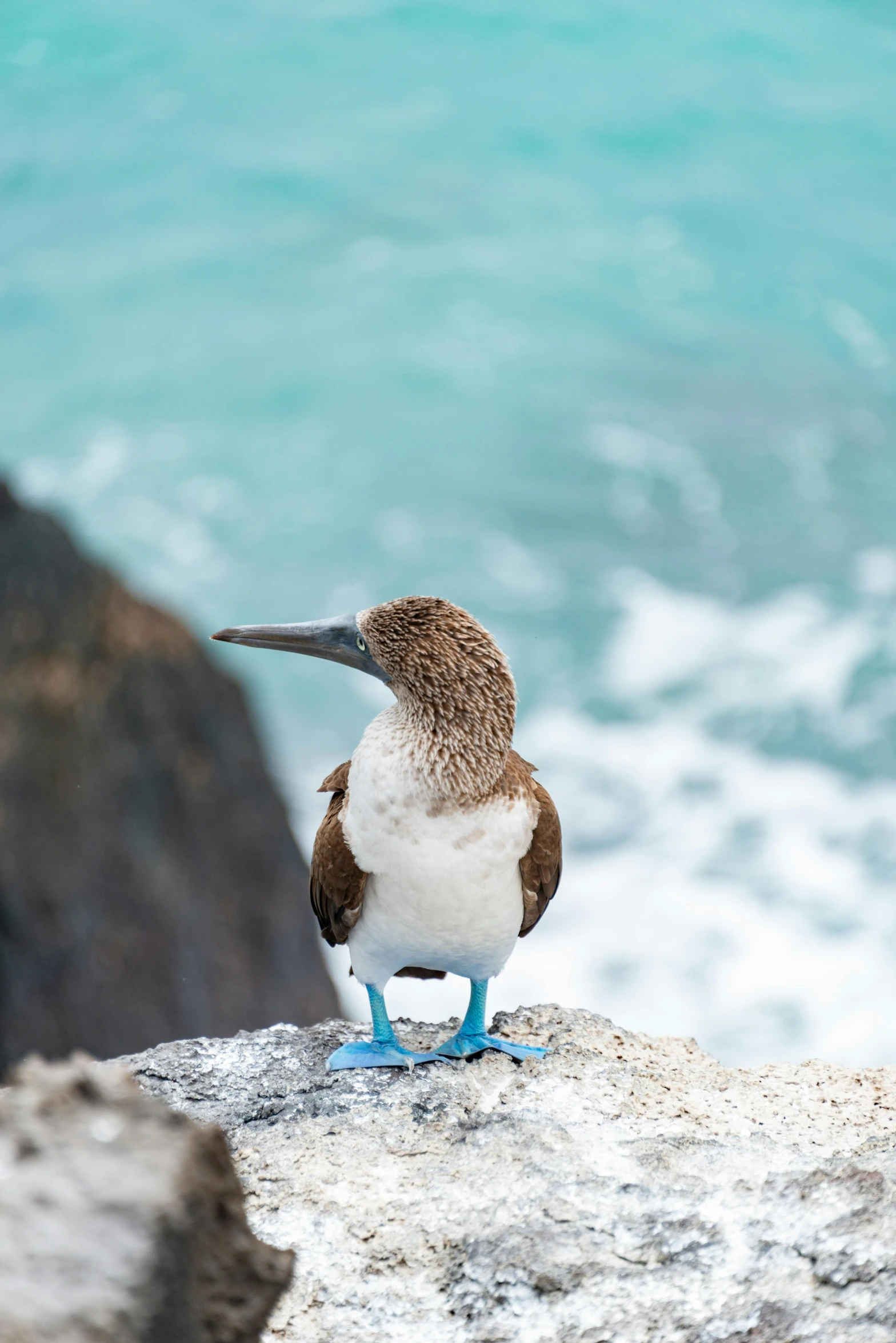 the bird stands on a rock near the ocean