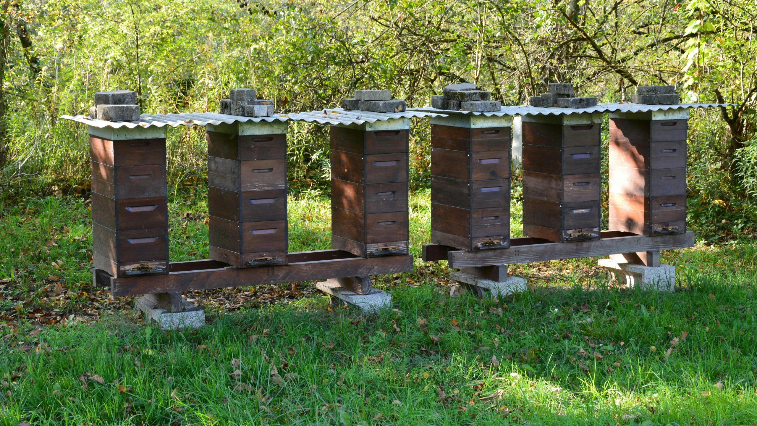 several beeshives and frames in grassy area next to trees