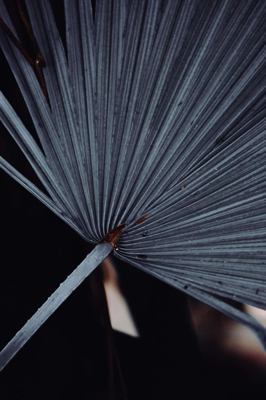 the bottom of a large tropical leaf with black background