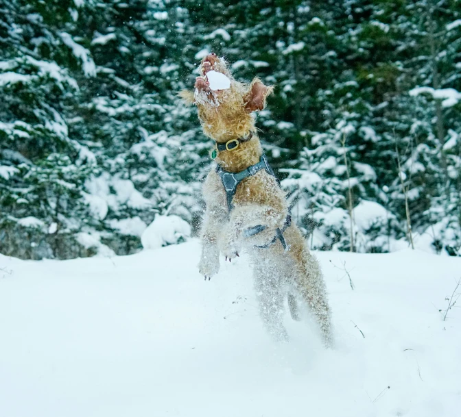 a small dog running through the snow in the woods