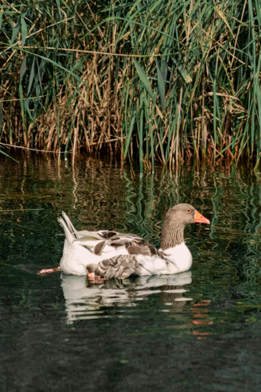 a duck that is sitting in the water