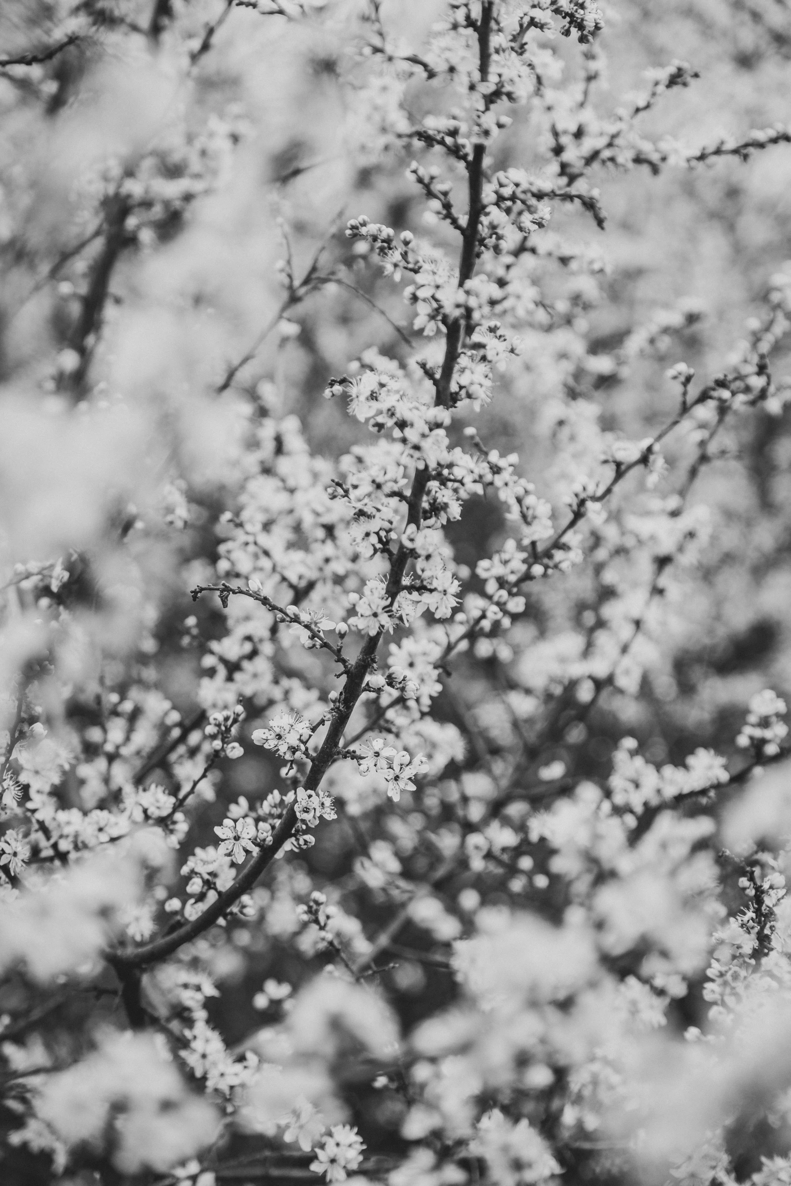 a large tree with some white flowers