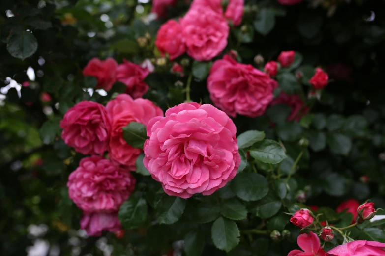 a pink flower with green leaves in front of trees