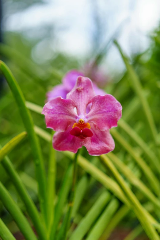 a pink flower that is in the grass