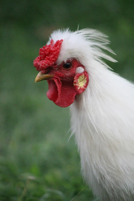 the head of a white rooster looking to its left