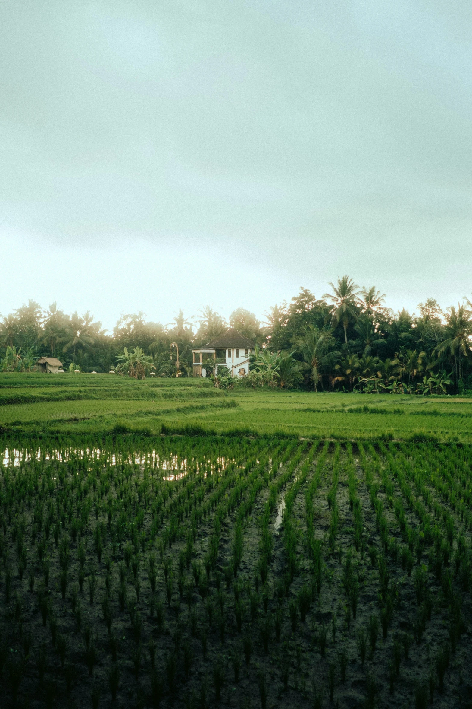 a large field with many trees around it