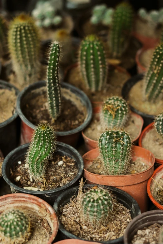 a grouping of small cactus in clay pots