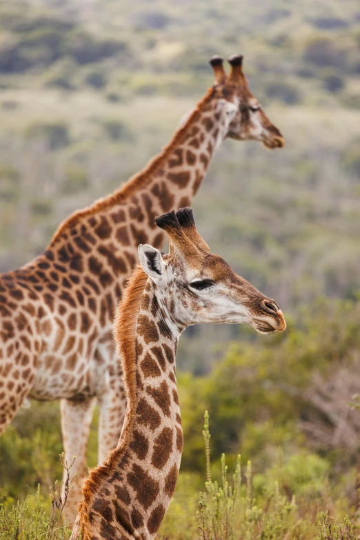 two giraffe standing next to each other in a field