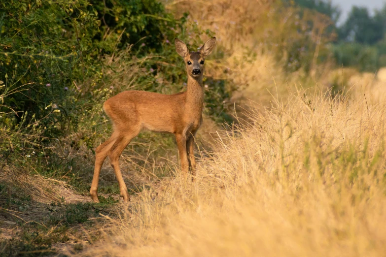 a brown deer stands next to trees in the grass